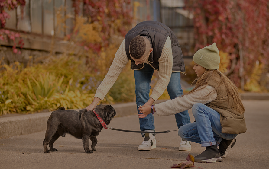 dog training