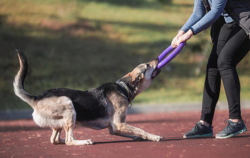 dog training